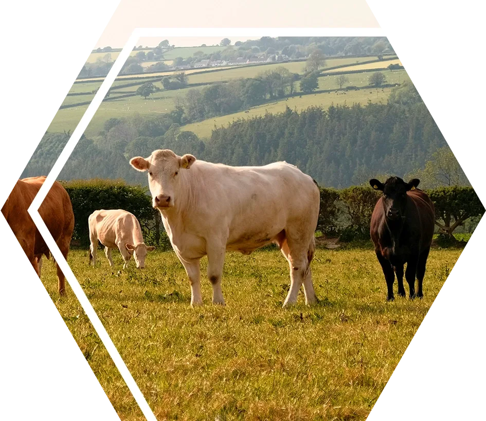 Cattle in field