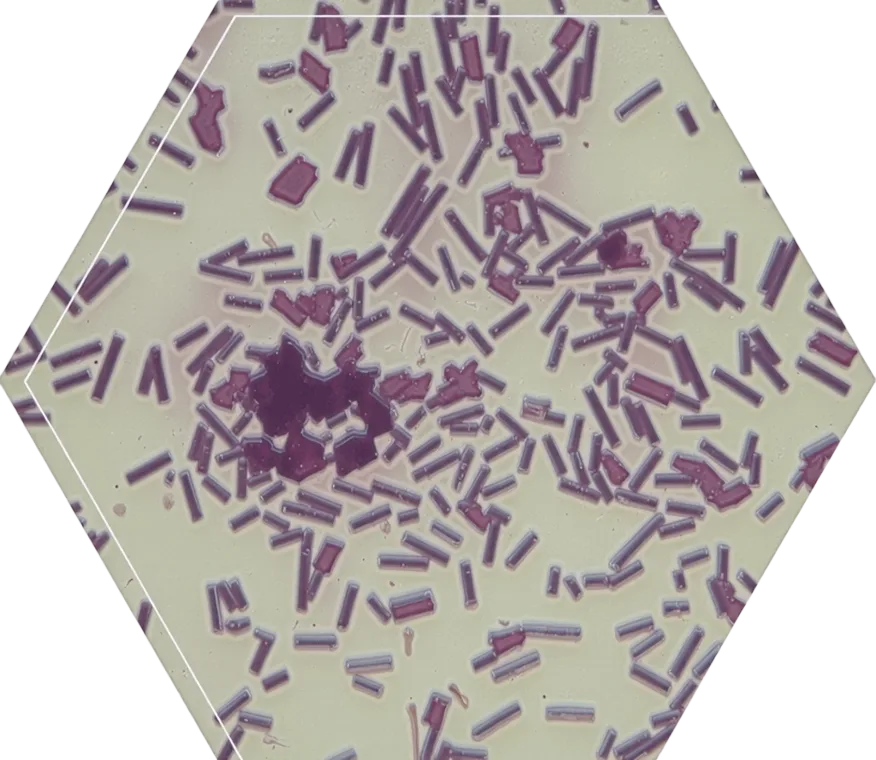 Hex large lactic acid