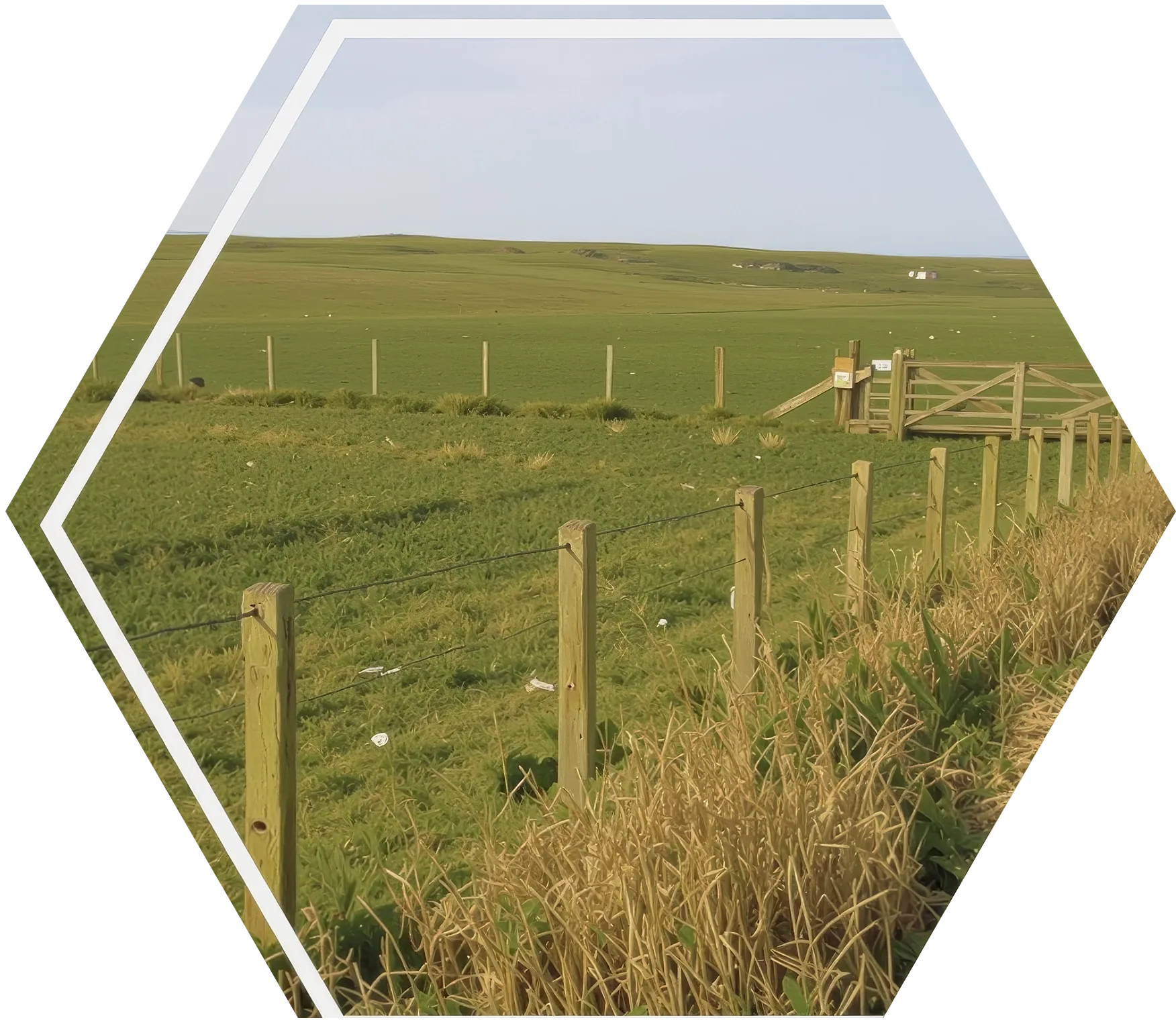 Img thumb grazing field