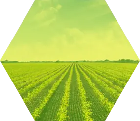Field