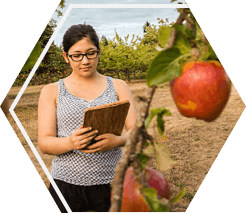 An agricultural student uses an ipad in an apple orchard.